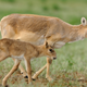 Image for article titled Why Did 60,000 Antelope Drop Dead Over Four Days?